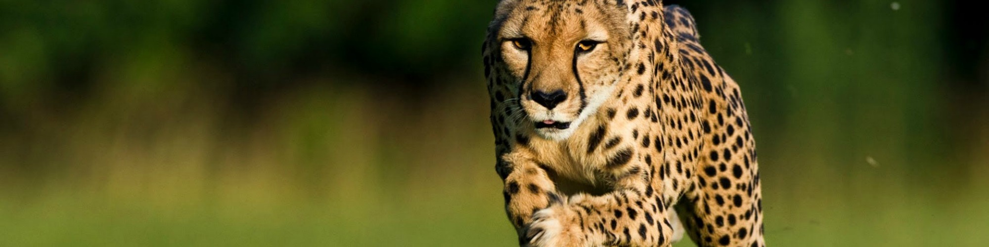 Zouden onze olympische kampioenen overleven in de dierenwereld? Cheetah header