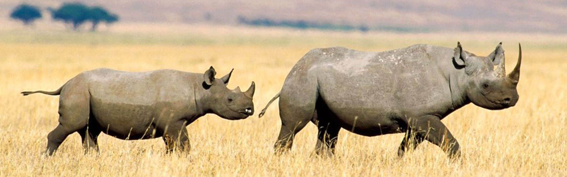 210098  black rhinoceros p