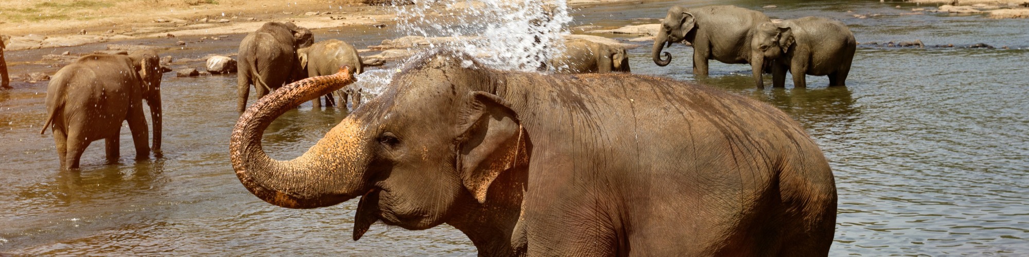 Gaan dieren ook soms all the way met alcohol? Dronken olifant header