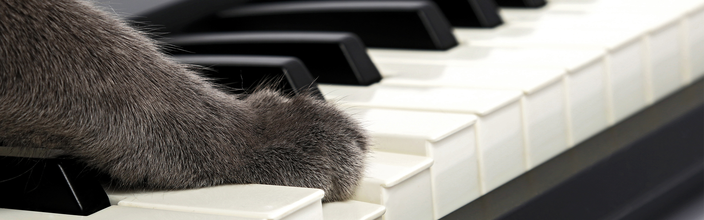 Kattenmuziek header